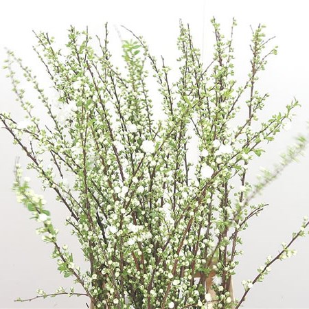 Prunus Gland White