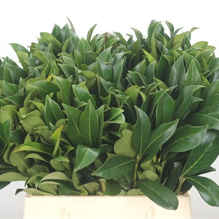 Prunus Green Leaf (Laurel)
