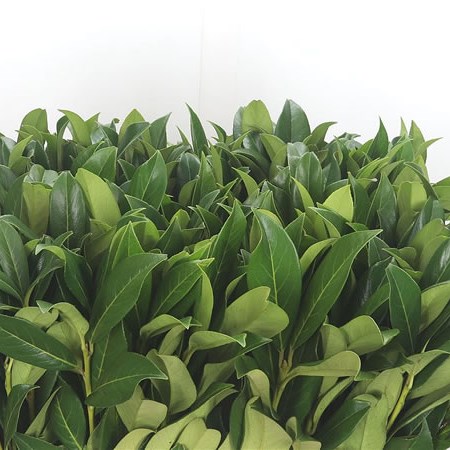 Prunus Green Leaf (Laurel)