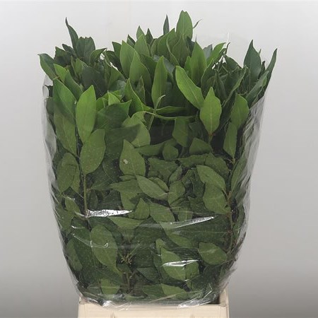 Prunus Green Leaf (Laurel)