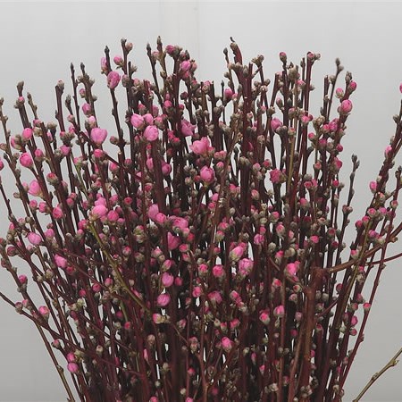 Prunus Pink