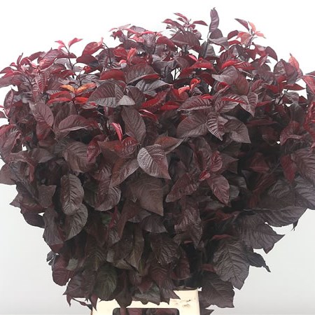 Prunus Red Planet