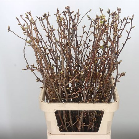 Prunus Serrulata