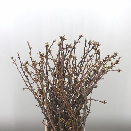 Prunus Serrulata