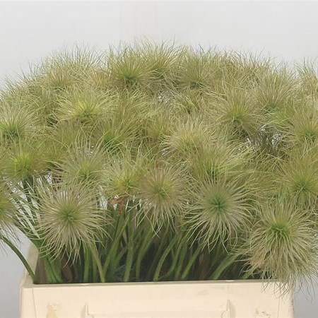 Pulsatilla Vu Alba