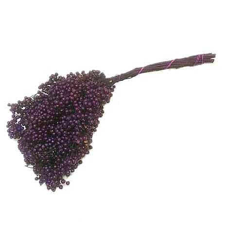 Pepper Berries Dyed Purple (Schinus Molle )