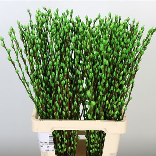 Pussy Willow Dyed Apple Green