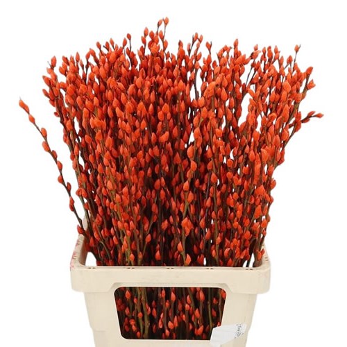 Pussy Willow Dyed Orange