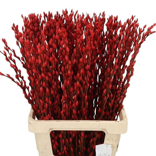 Pussy Willow Dyed Red