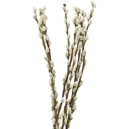 Salix Pussy Willow (Natural)