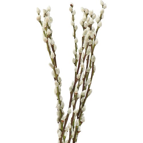 Pussy Willow (Natural)