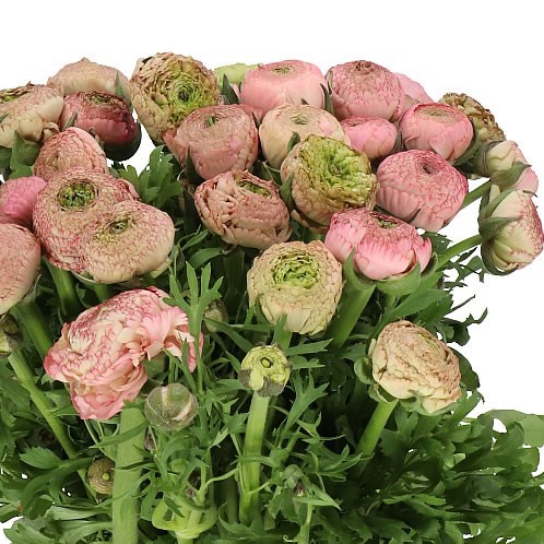 RANUNCULUS AAZUR ANTIQUE PINK EX