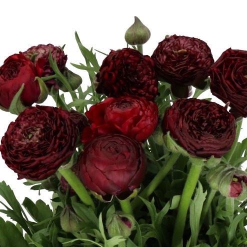 RANUNCULUS AAZUR BORDEAUX