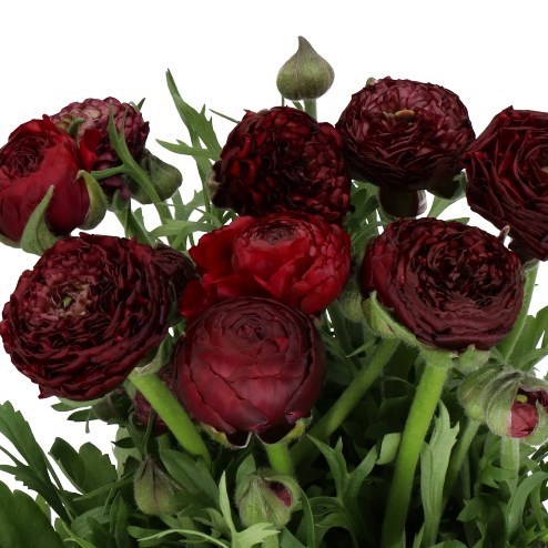 RANUNCULUS AAZUR BORDEAUX EX