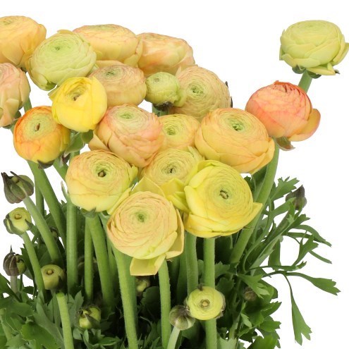 RANUNCULUS AAZUR CHAMPAGNE