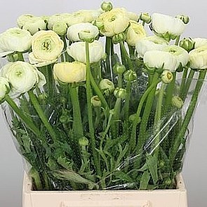 Azure Ranunculus Ranunculus | Wholesale Flowers UK | Wedding Flowers | Triangle Nursery