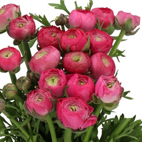 RANUNCULUS AAZUR DEEP PINK EX