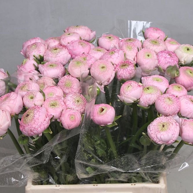 RANUNCULUS AAZUR LIGHT PINK