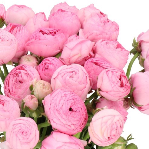 RANUNCULUS AAZUR LIGHT PINK