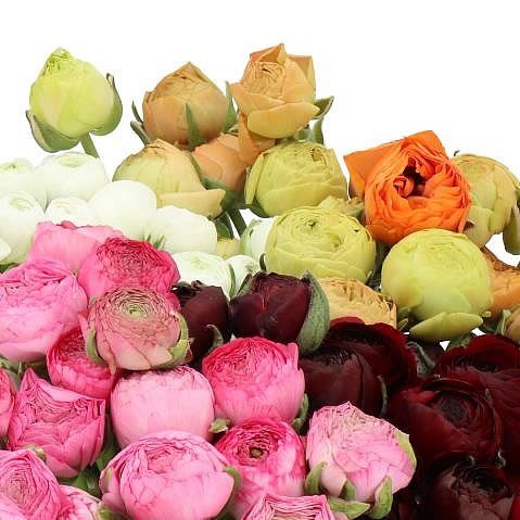 RANUNCULUS AAZUR MIX