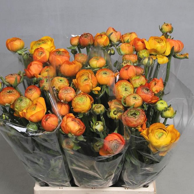 RANUNCULUS AAZUR ORANGE