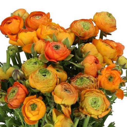 RANUNCULUS AAZUR ORANGE EX