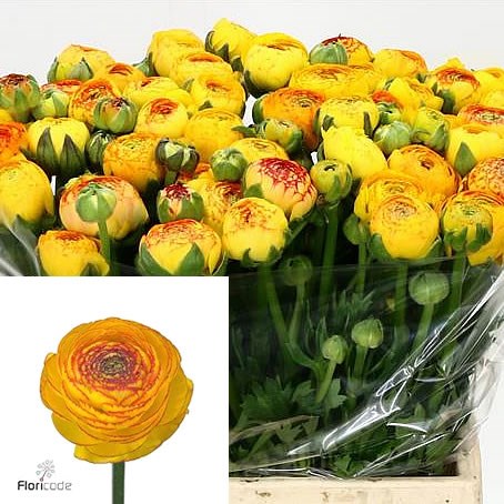 RANUNCULUS AAZUR ORANGE STRIPE