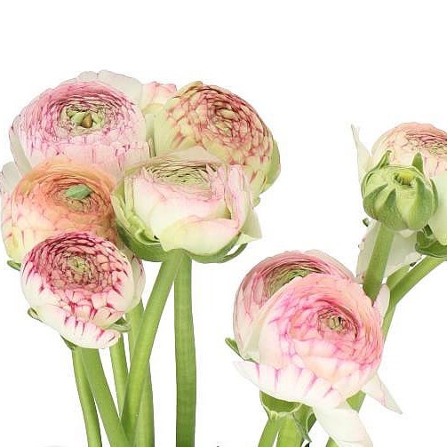 RANUNCULUS AAZUR PINK STRIPE