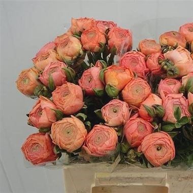 RANUNCULUS AAZUR SALMON