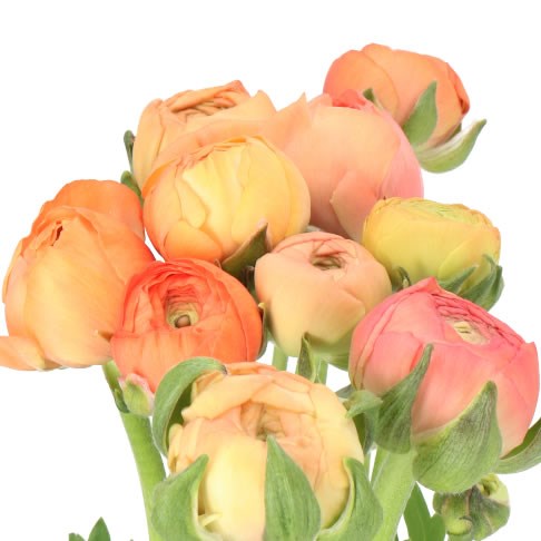 RANUNCULUS AAZUR SALMON EX