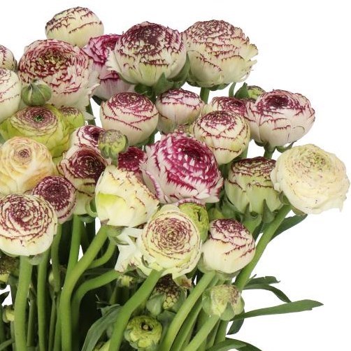 RANUNCULUS AAZUR WHITE STRIPED EX