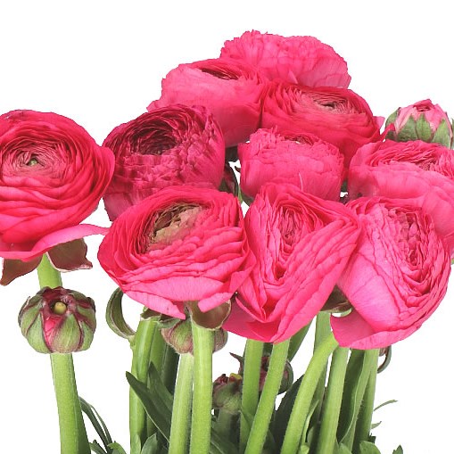 RANUNCULUS AMANDINE BONBON EX