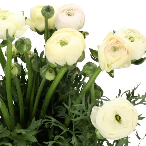 RANUNCULUS AMANDINE BOURBON VANILLE