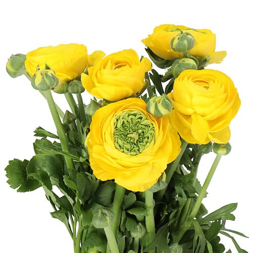 RANUNCULUS AMANDINE GOLD SUPER