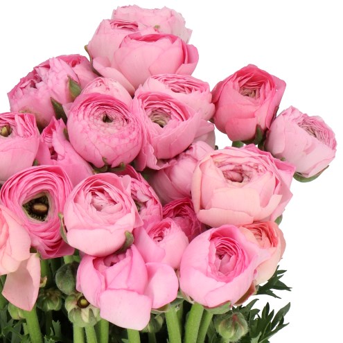 RANUNCULUS AMANDINE MARSHMALLOW EX