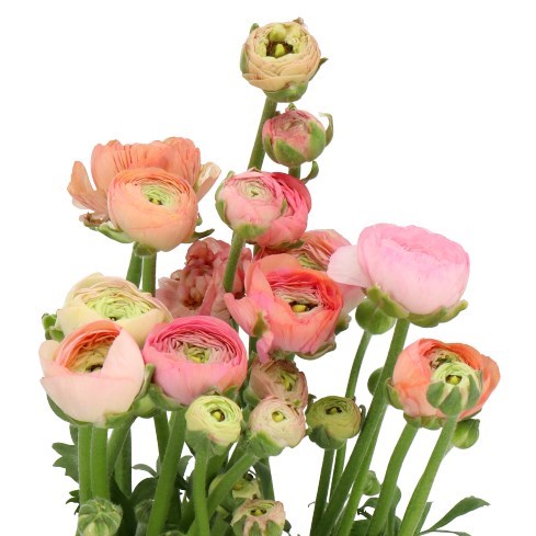 RANUNCULUS AMANDINE PASTEL