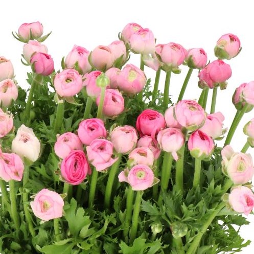 RANUNCULUS AMANDINE PINK