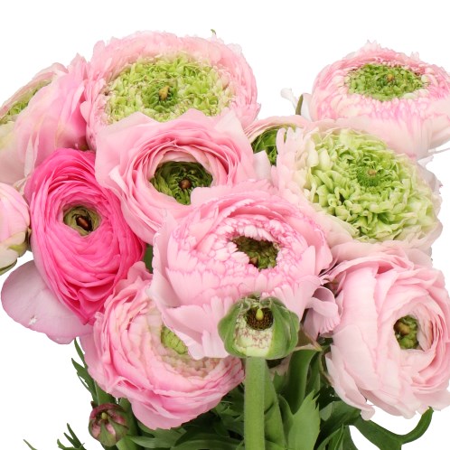 RANUNCULUS AMANDINE PINK ROBUSTICA SUPER