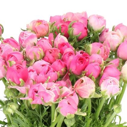 RANUNCULUS AMANDINE PORCELLANA