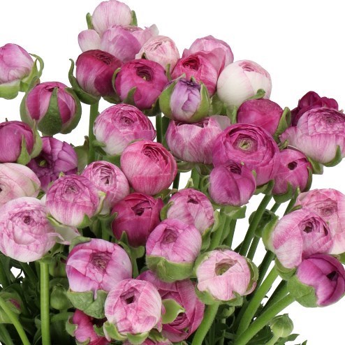 RANUNCULUS AMANDINE PURPLE JEAN