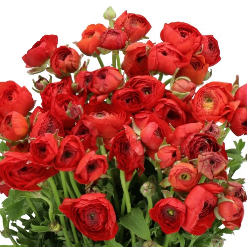 RANUNCULUS AMANDINE RED
