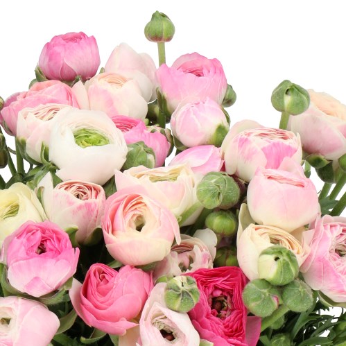 RANUNCULUS AMANDINE ROSE GIUSY