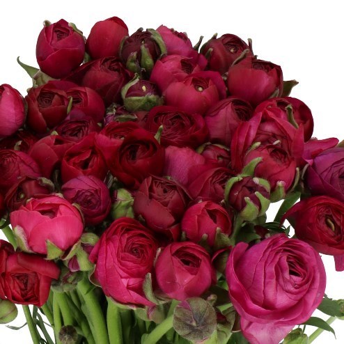 RANUNCULUS AMANDINE VIOLINE SUPER