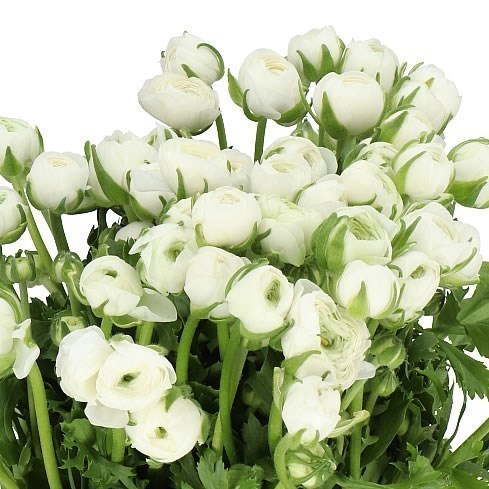 RANUNCULUS AMANDINE WHITE