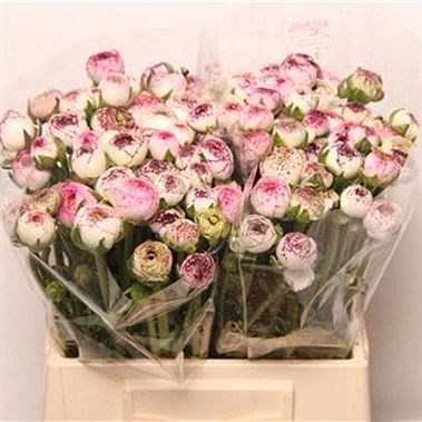 RANUNCULUS ANDREA CAPPUCCINO