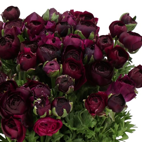 RANUNCULUS BLACK