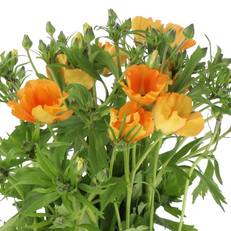 RANUNCULUS BUTTERFLY CHARIS