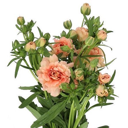 RANUNCULUS BUTTERFLY ERIS