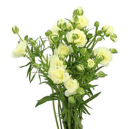 RANUNCULUS BUTTERFLY GRACES