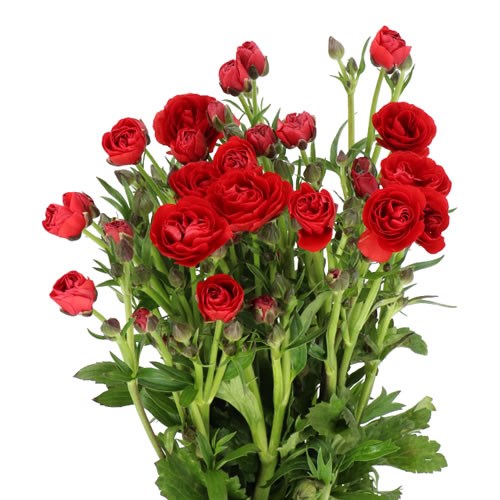RANUNCULUS BUTTERFLY HADES
